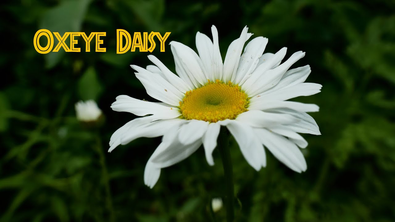 Oxeye Daisy: друг собирателя #маргаритка #собирательство #ботаника