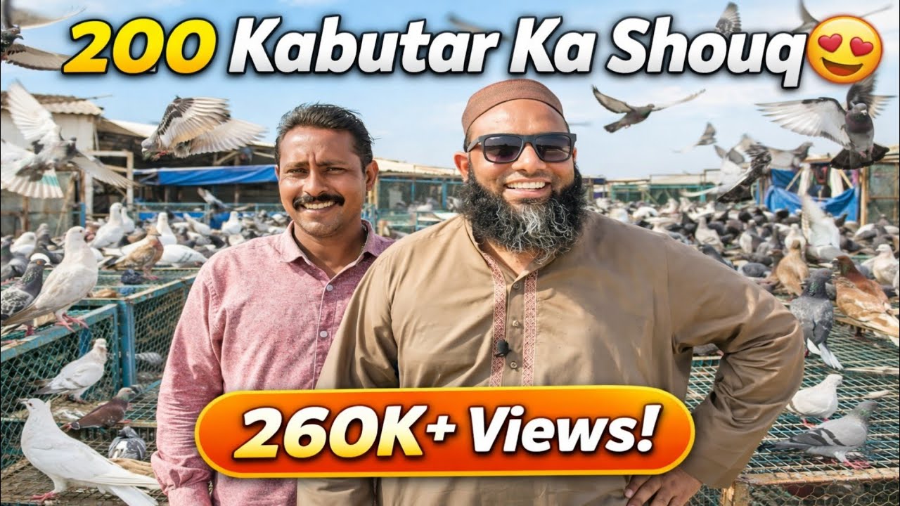 200 pigeons Macht || Umair Bhai vs Bilal Bhai