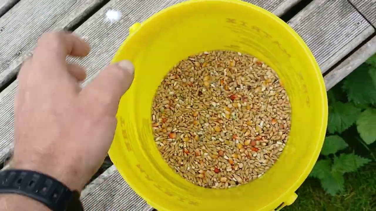 Youngbird team update/loft fly