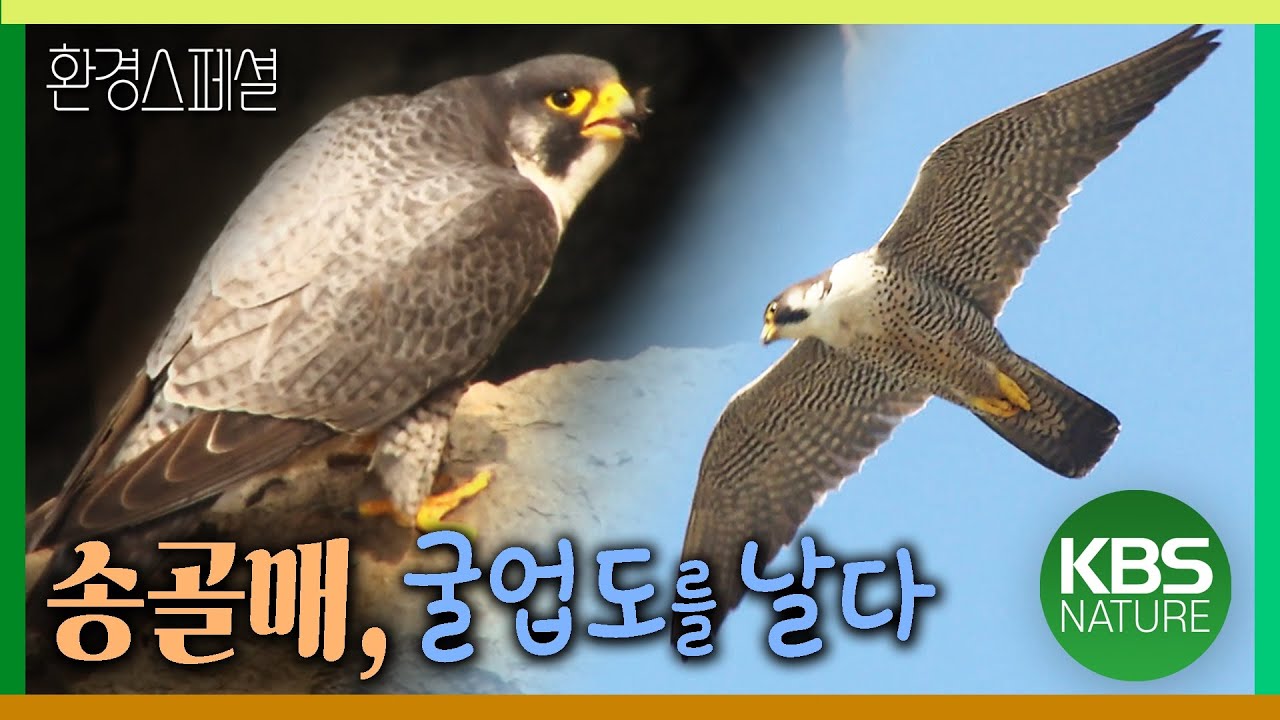 송골매, 알에서 깨어나 하늘을 날기까지 [환경스페셜-특별기획 2부작 섬은 살아있다. 1편 송골매, 굴업도를 날다] / KBS 20110824 방송