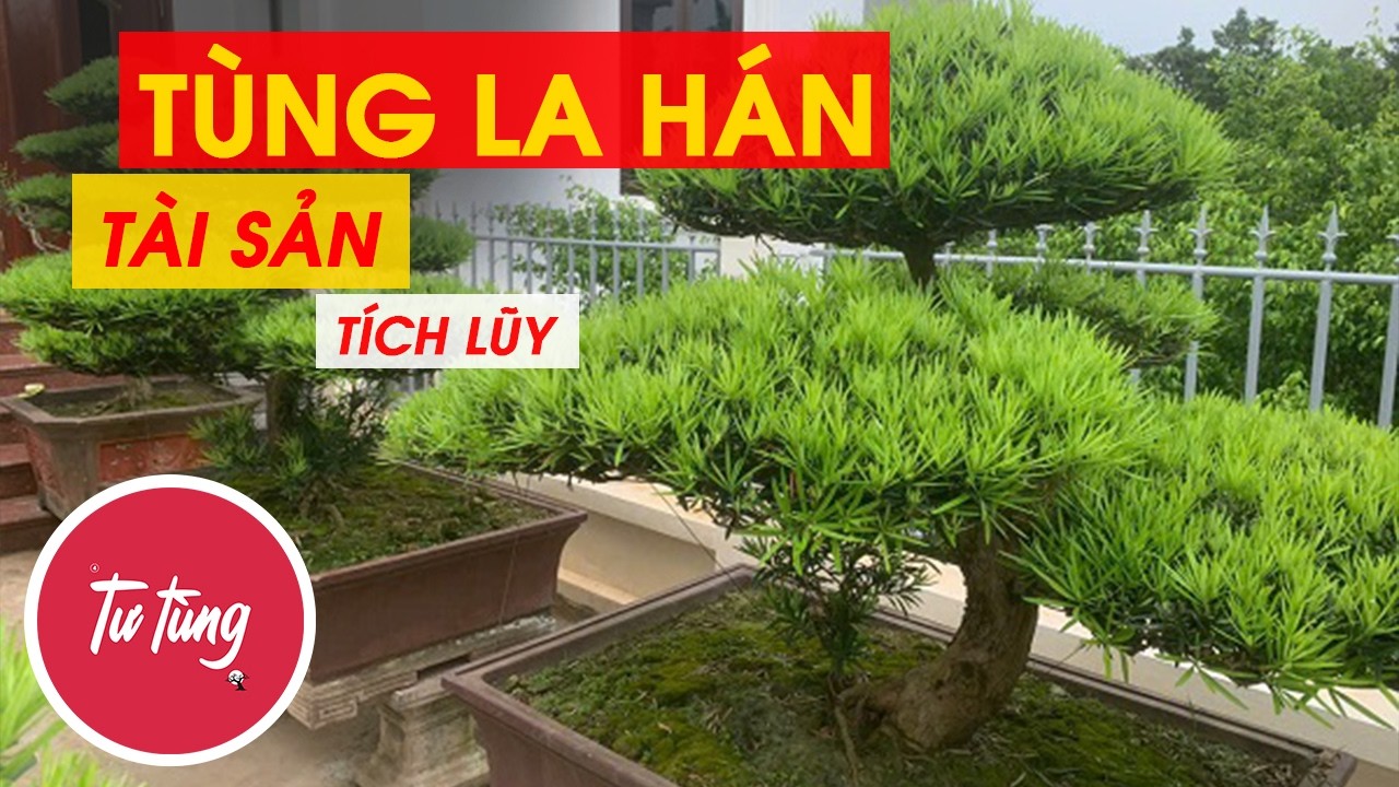 Tại sao nhiều người xem tùng la hán là tài sản - Tư Tùng