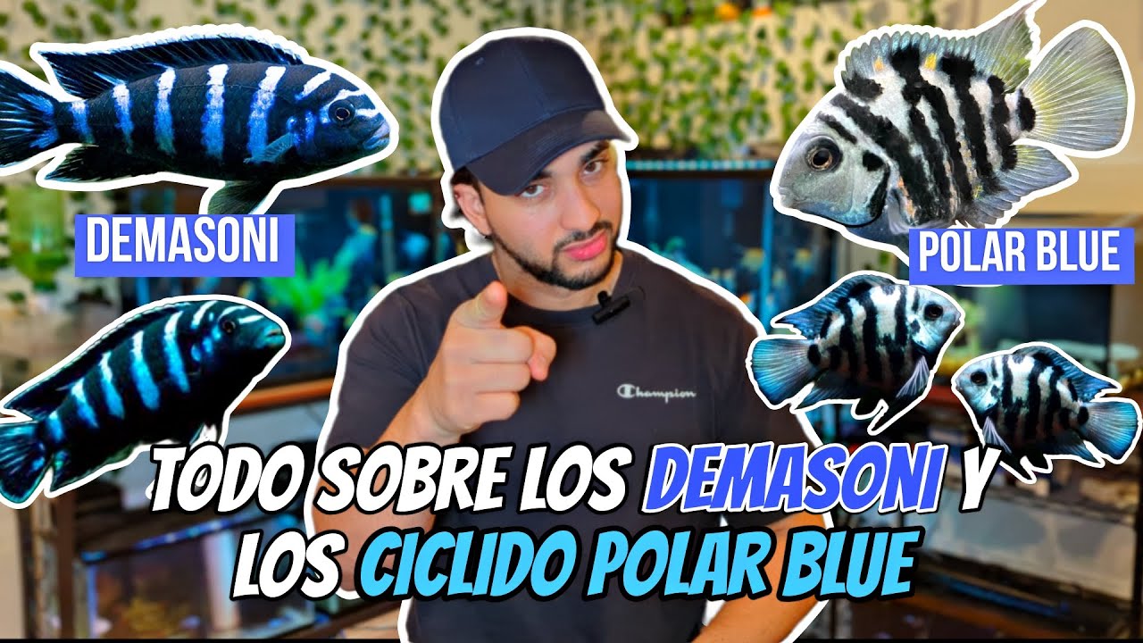 CICLIDOS Demasoni Y Polar BLUE🐟  ¿Son REALMENTE interesantes? 😱 DESCUBRELO ✅