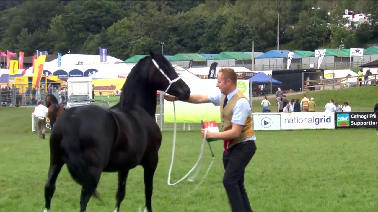 Pencampwriaeth Ifanc y Cobiau Cymreig | Welsh Cob Youngstock Championship