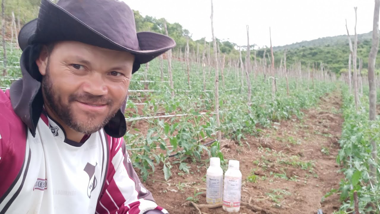 como usar herbicida no tomate 🍅