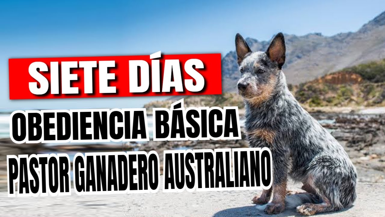 ¿Cómo Adiestrar Un Cachorro Pastor Australiano En 7 Días?