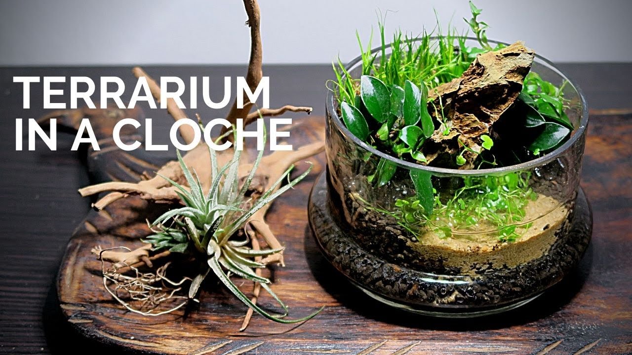 How to make a cloche terrarium || Terrarium with aquatic plants || ASMR terrarium built