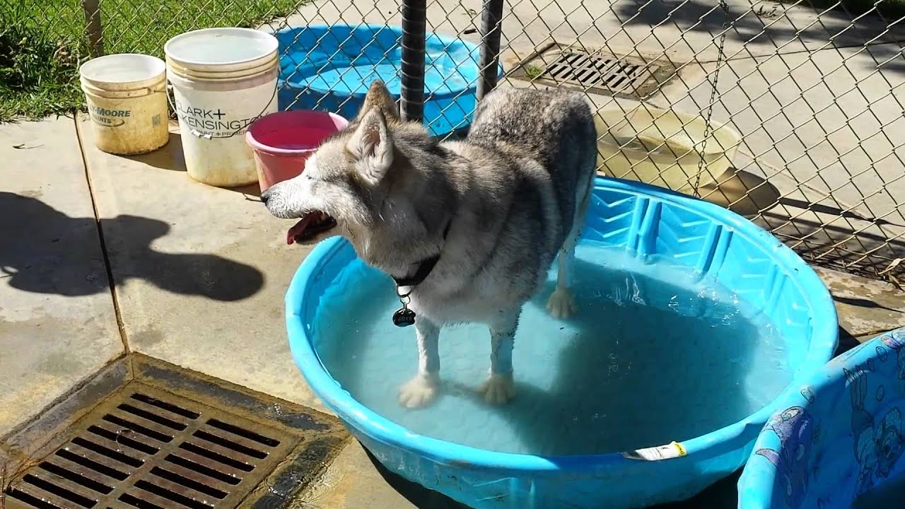 Arya playing in the water_W Edmundson Ave.mp4