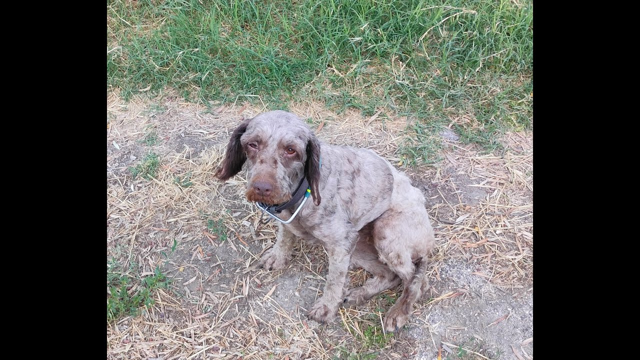 Attacchiamo la pineta e luna mette il noss #tartufo #cani #natura