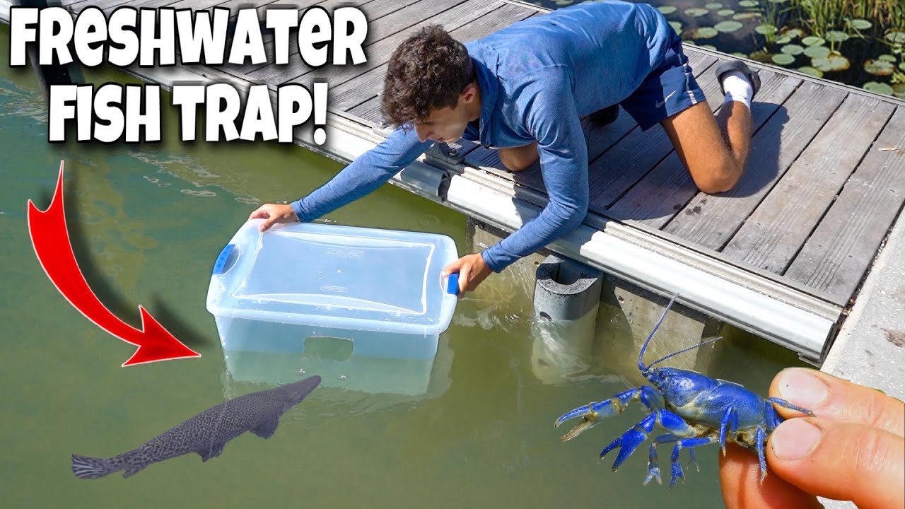 FISH TRAP Catches EXOTIC FISH For POND!!