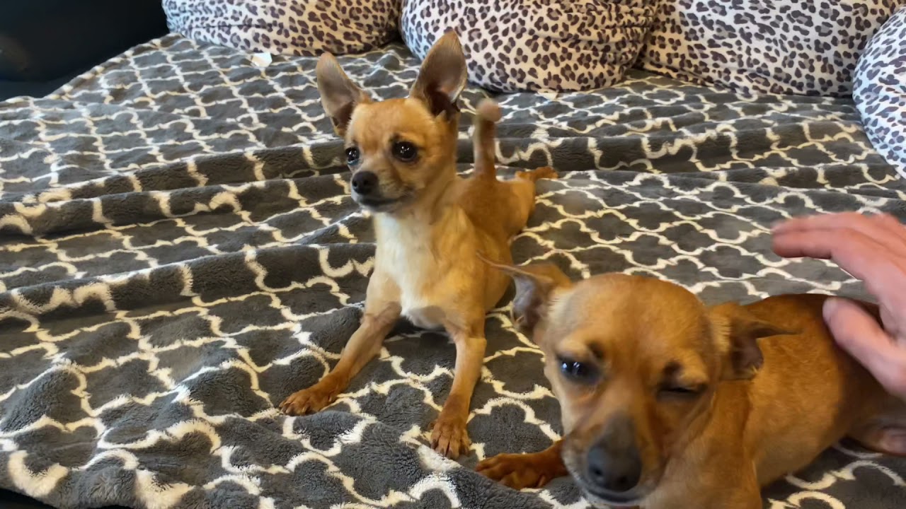 Lulu and Boo Boo origin story