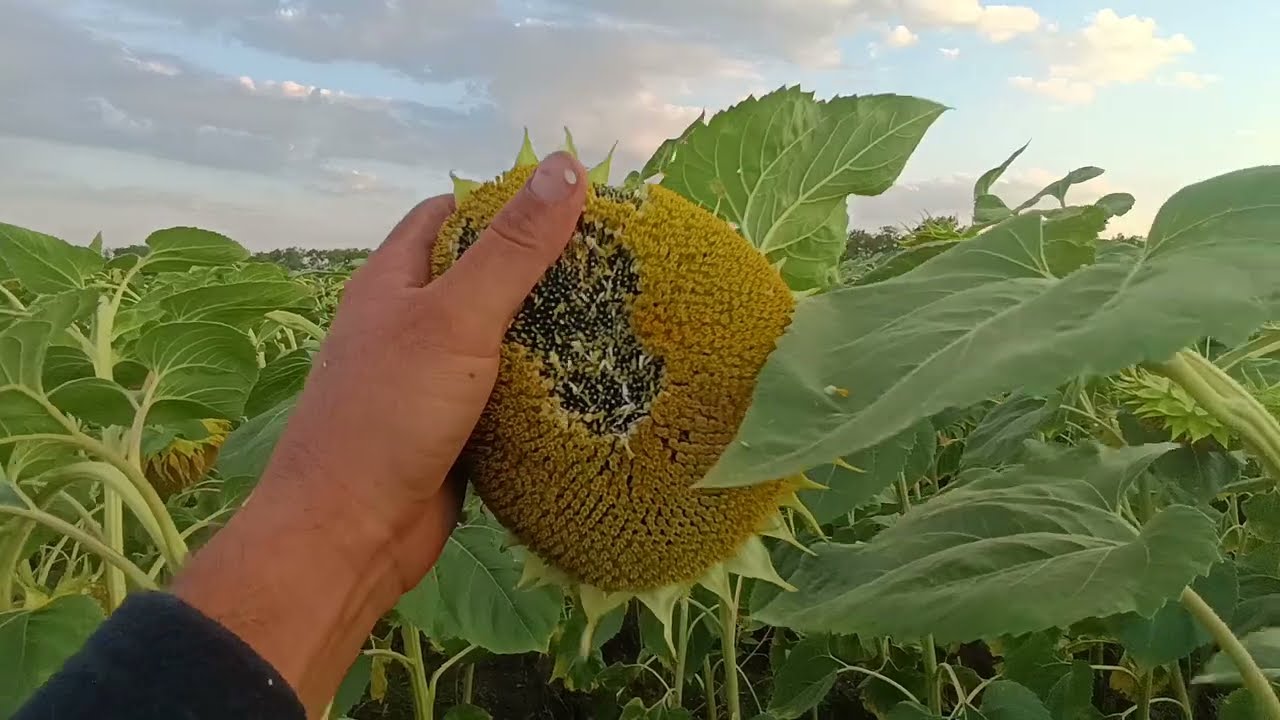 Крузака не будєт, буде китаєць