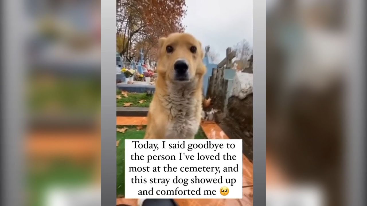 Videos That Will Make You Smile - Restoring Faith in Humanity -13