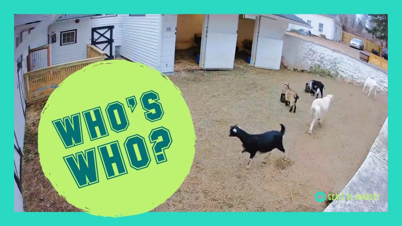 Meet the Playhouse Herd