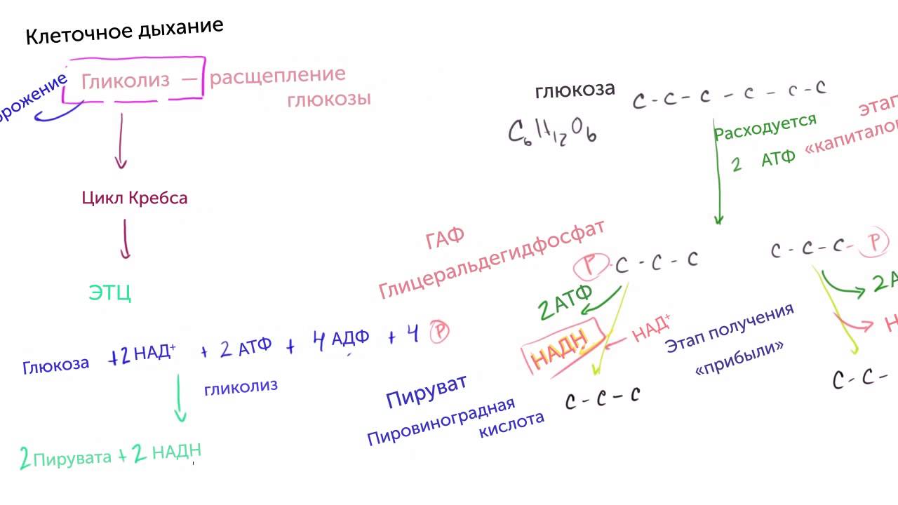 Гликолиз (видео 5) | Клеточное дыхание| Биология