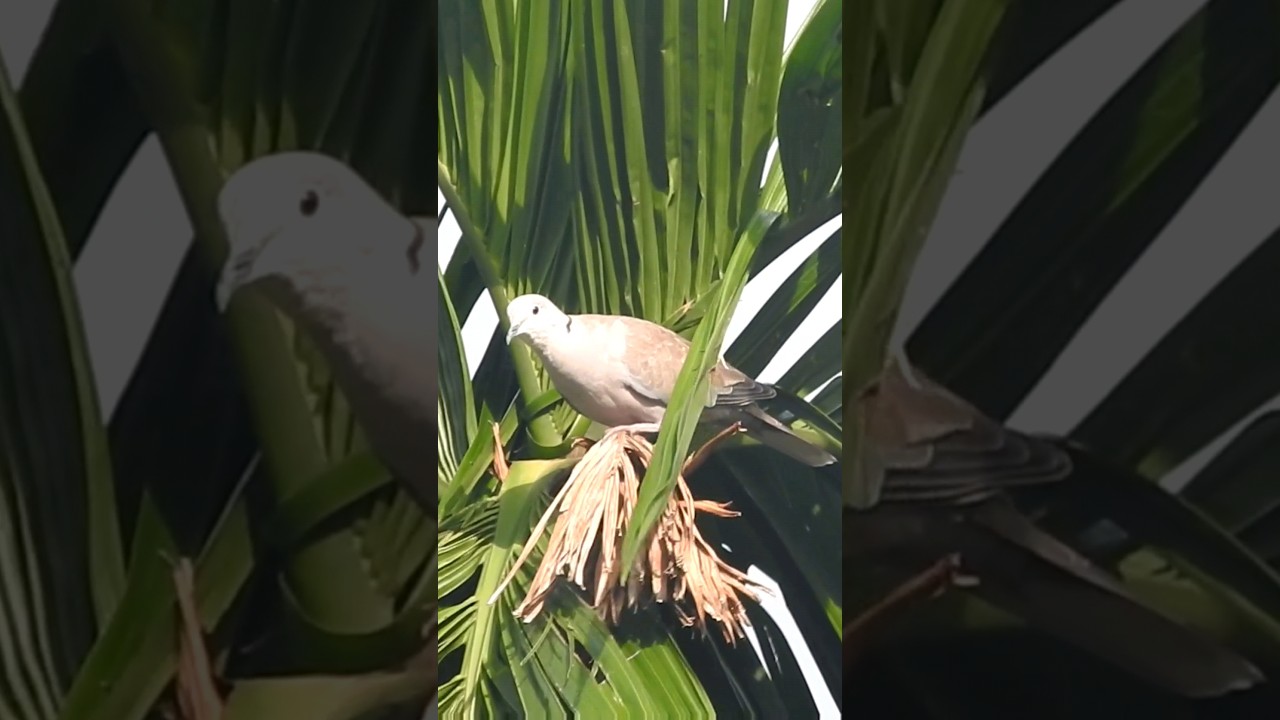 Zooming a bird #viral #bird #shorts