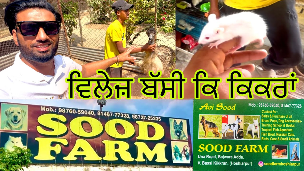 ਹੁਸ਼ਿਆਰਪੁਰ ਵਿਲੇਜ ਬੱਸੀ ਕਿੱਕਰਾਂ ਸੂਦ ਫਾਰਮ ( sood farm ) @juvimaanvlogs