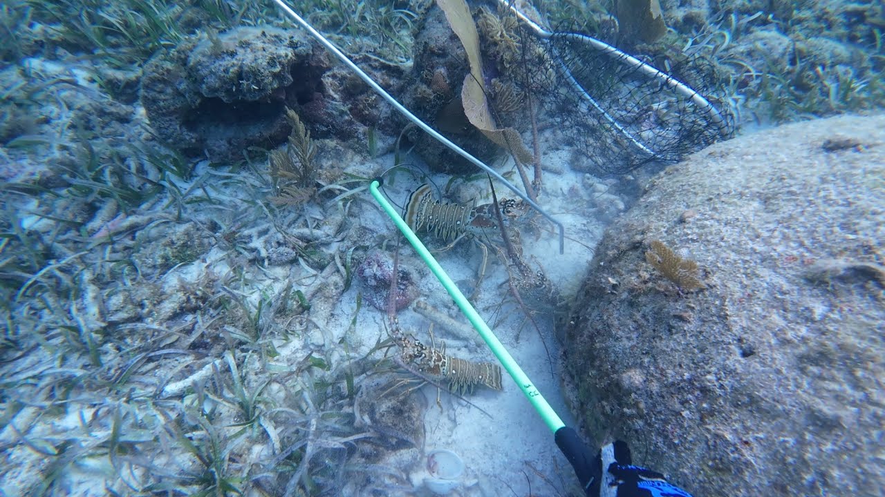 Shallow Water Lobstering 