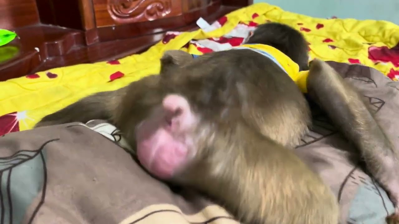 Baby monkey Miker so adorable