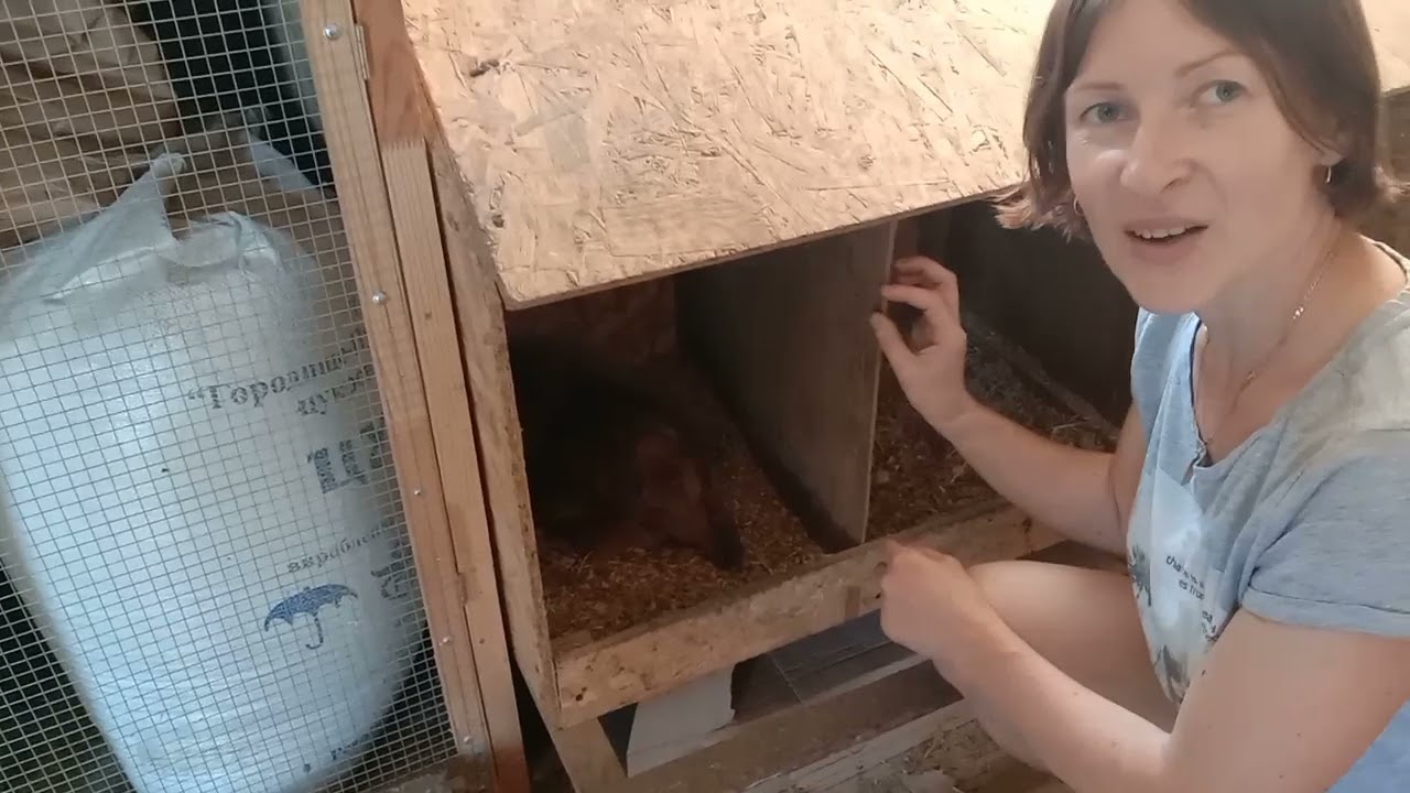 КВОЧКА -Доминант миф или реальность 🐔🐔🐔