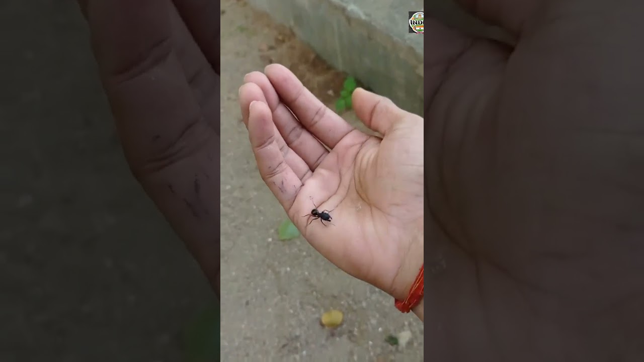 cobra snake venom testing result 