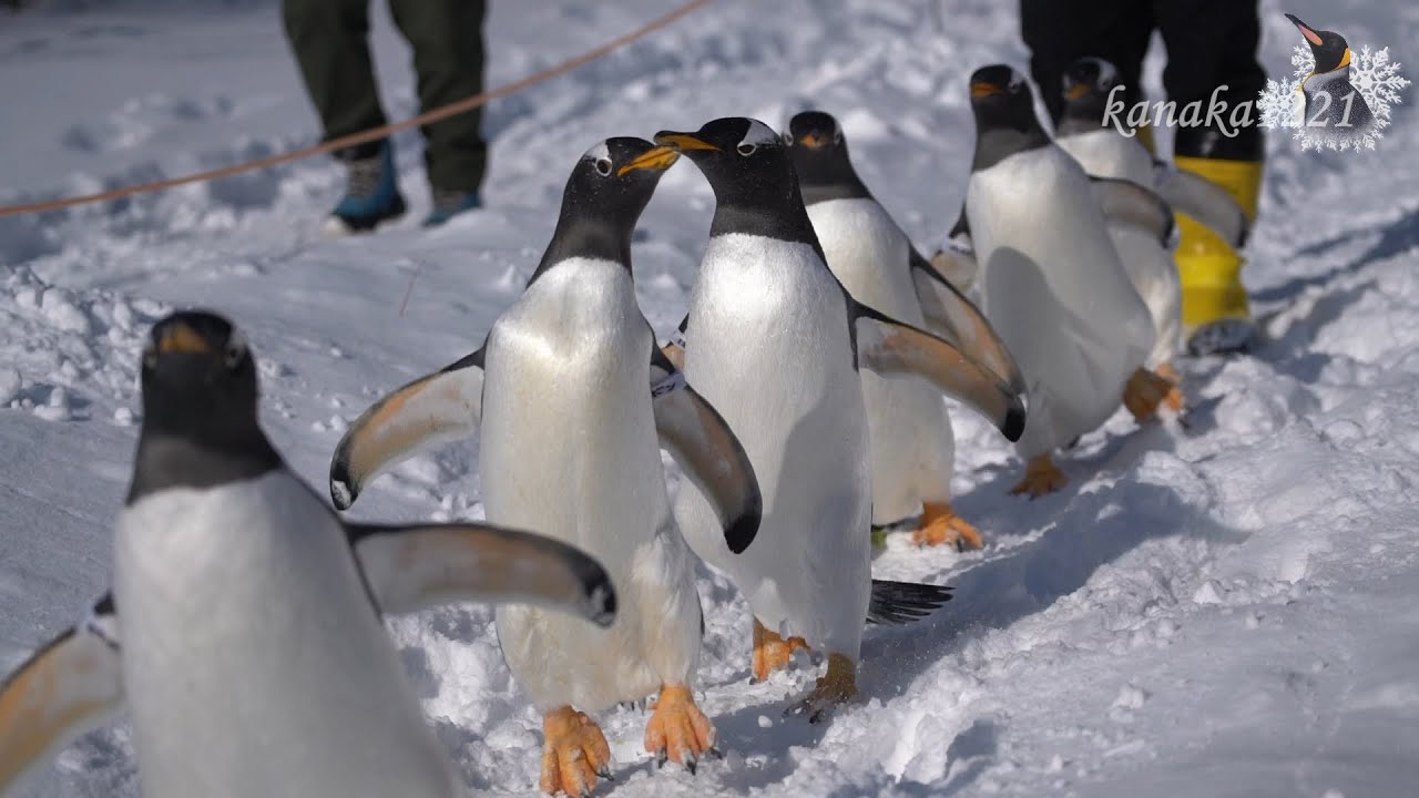 おたる水族館 ジェンツーペンギンの雪中散歩-ヨウ頑張る！