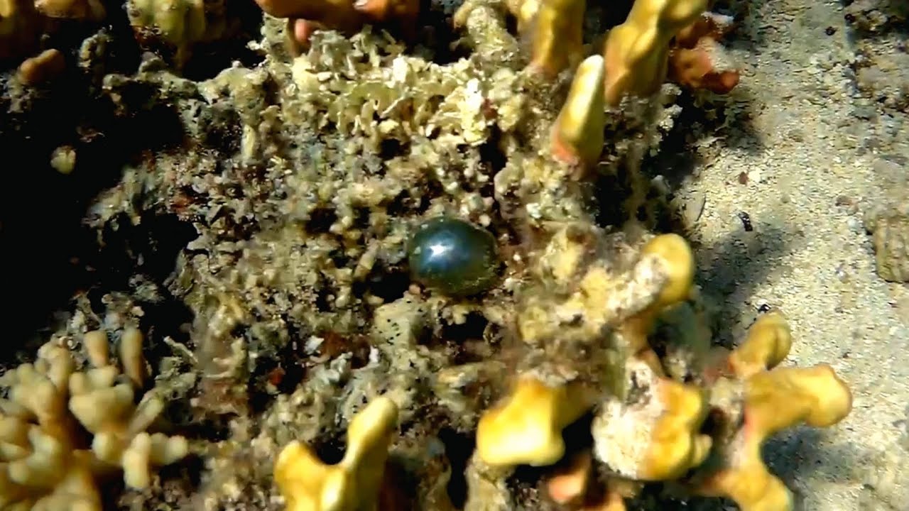 Bubble alga, Sailor's eyeball&nbsp;(Valonia ventricosa), Валония пузатая, Глаз моряка
