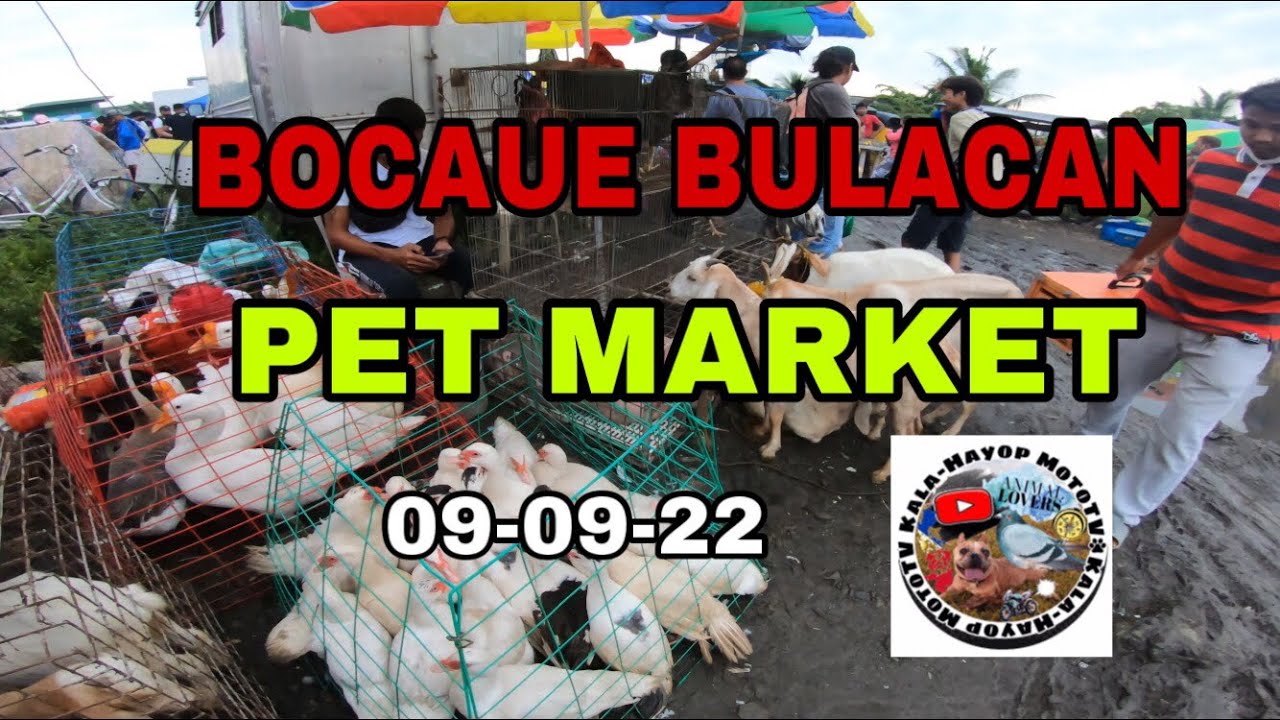 Bocaue Bulacan Pet Market update murang bilihan ng mga hayop sa bulacan09-09-22