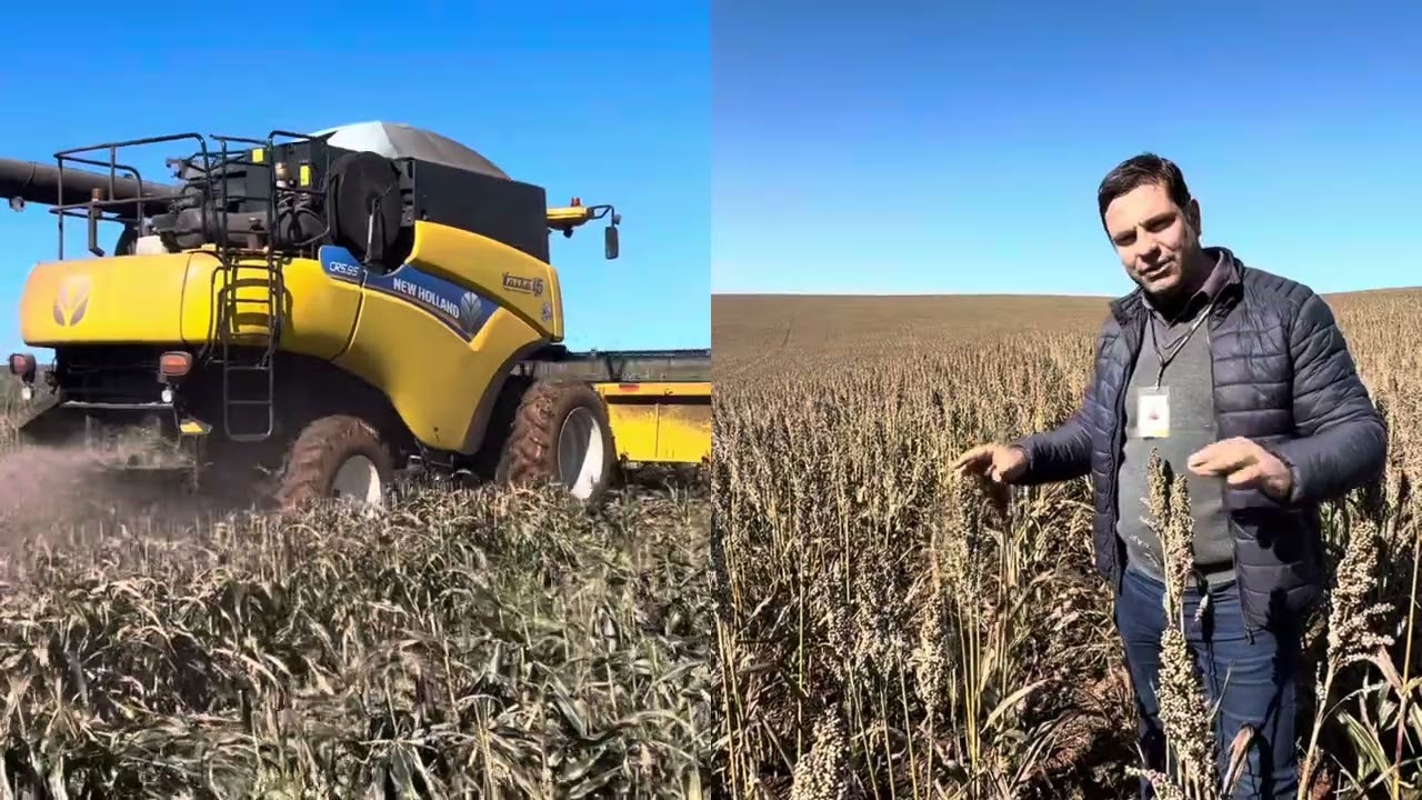 Sorgo na safrinha 2025