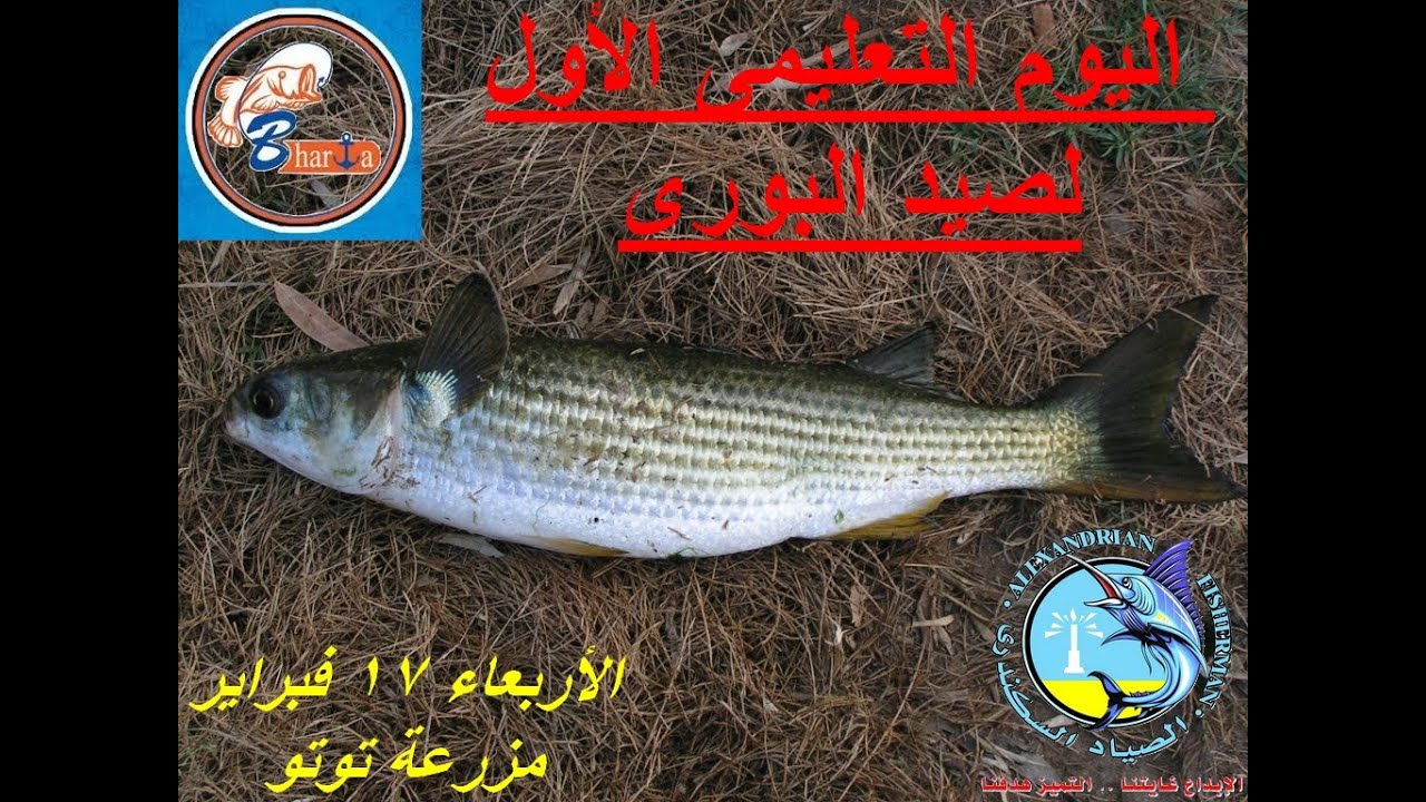 اليوم التعليمى الأول لصيد البورى