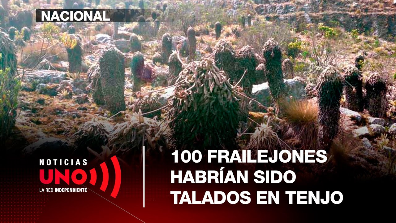 100 frailejones talados en reserva forestal de Tenjo | Noticias UNO