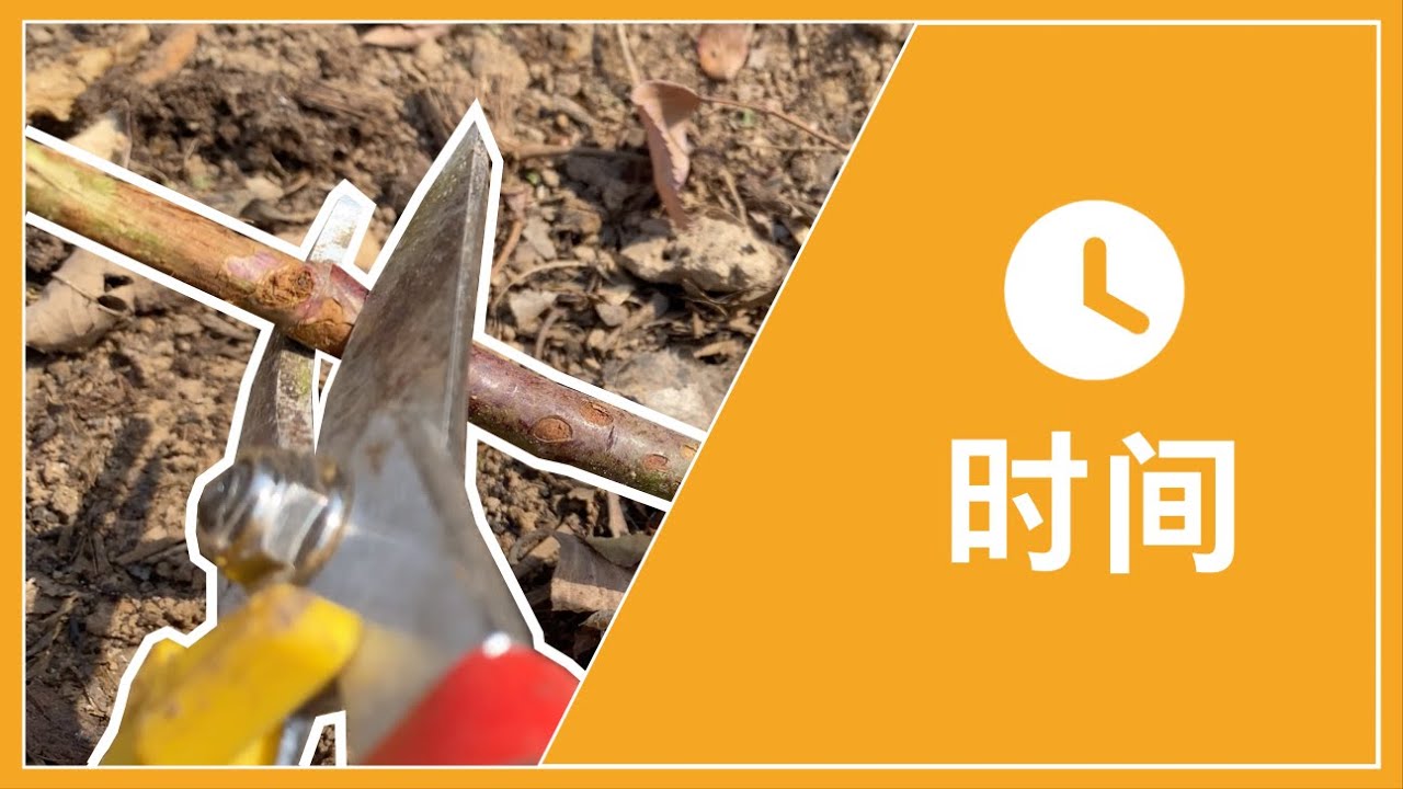 你可能剪错了！月季的最佳修剪时间 不同地区大不一样 Right time to prune roses丨5DC