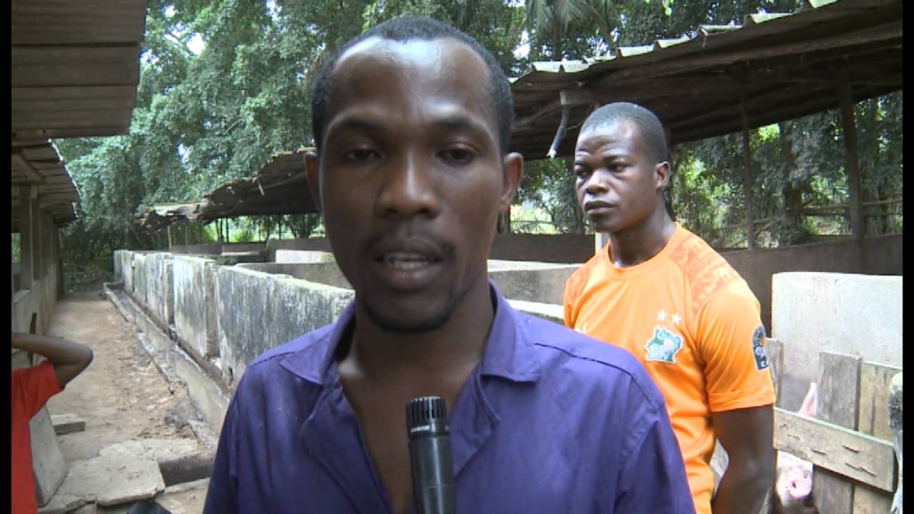 Ressources animales : 200 millions pour booster la filière porcine en CI