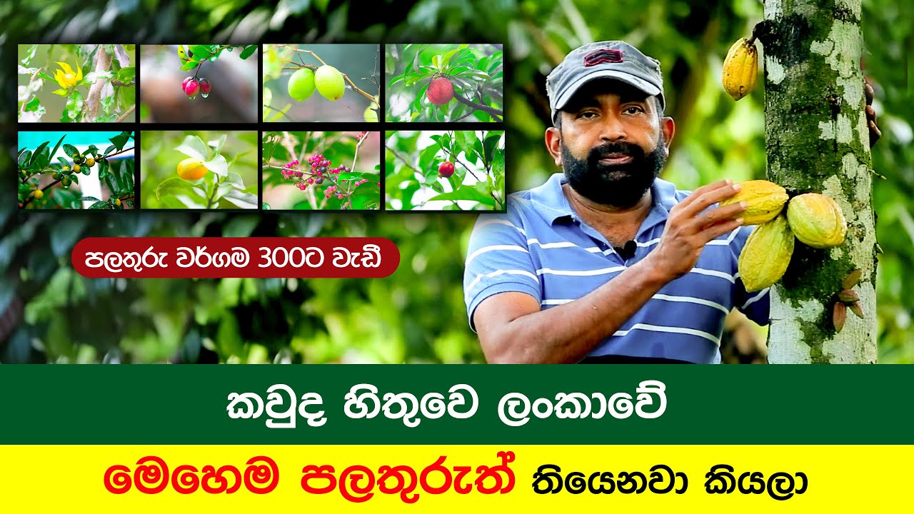 Amazing Fruit Garden | ජීවිතෙට දැකල නැති පළතුරු රාශියක් ඇති වර්ග 300 කට වැඩි විශ්මිත පළතුරු උයන