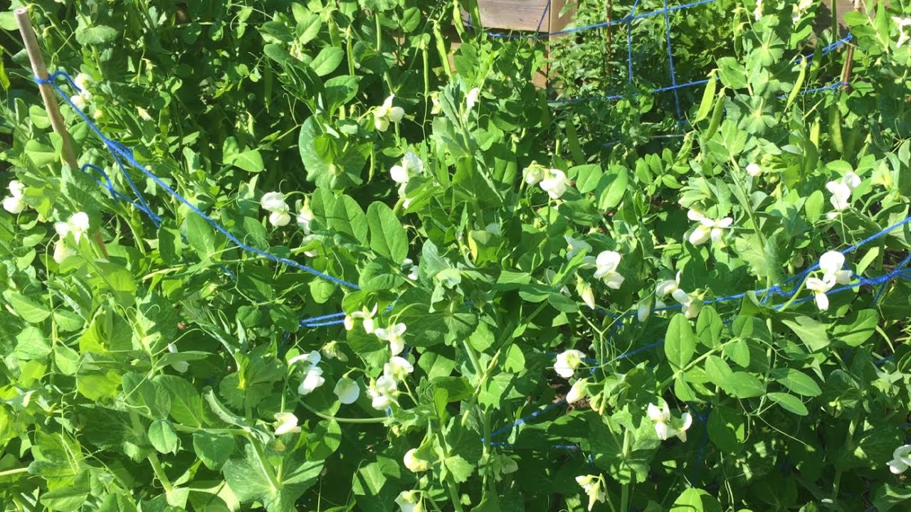 Peultjes kan ik kweken in een kleine moestuin in mijn achtertuin - zaaien in februari en maart