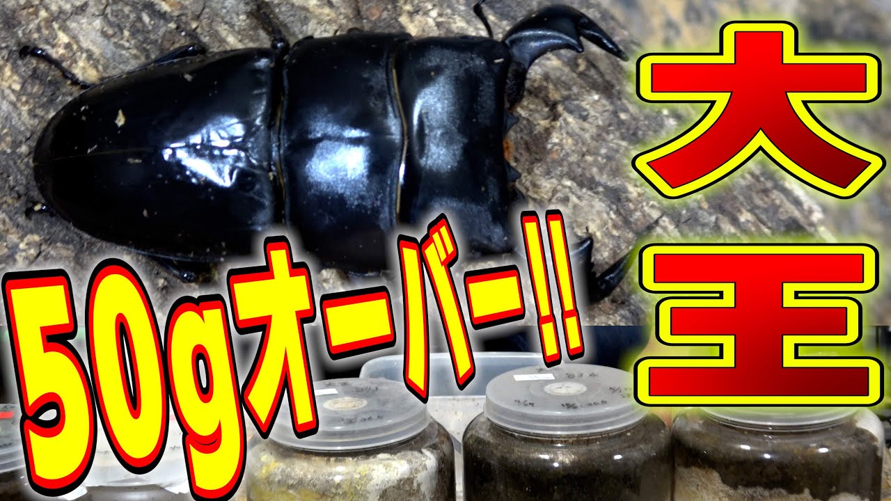 50g越えからのダイオウヒラタ羽化‼