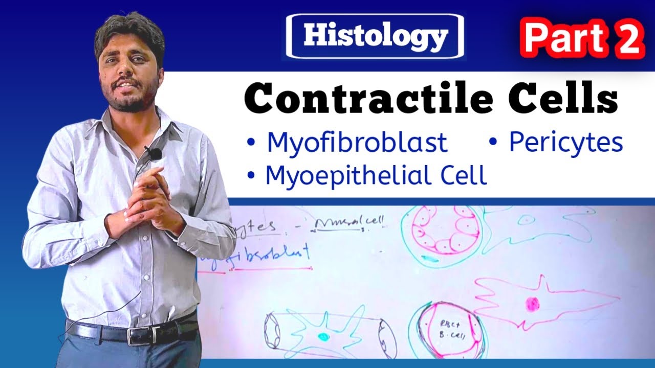 Contractile Cells| Pericytes | Myofibroblast| part 2