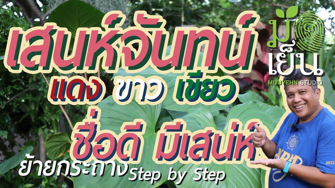 เสน่ห์จันทน์ หรือเสน่ห์จันทร์แดง เสน่ห์จันทร์เขียว เสน่ห์จันทร์ขาว แยกตามก้านใบ ชื่อดี มีเสน่ห์