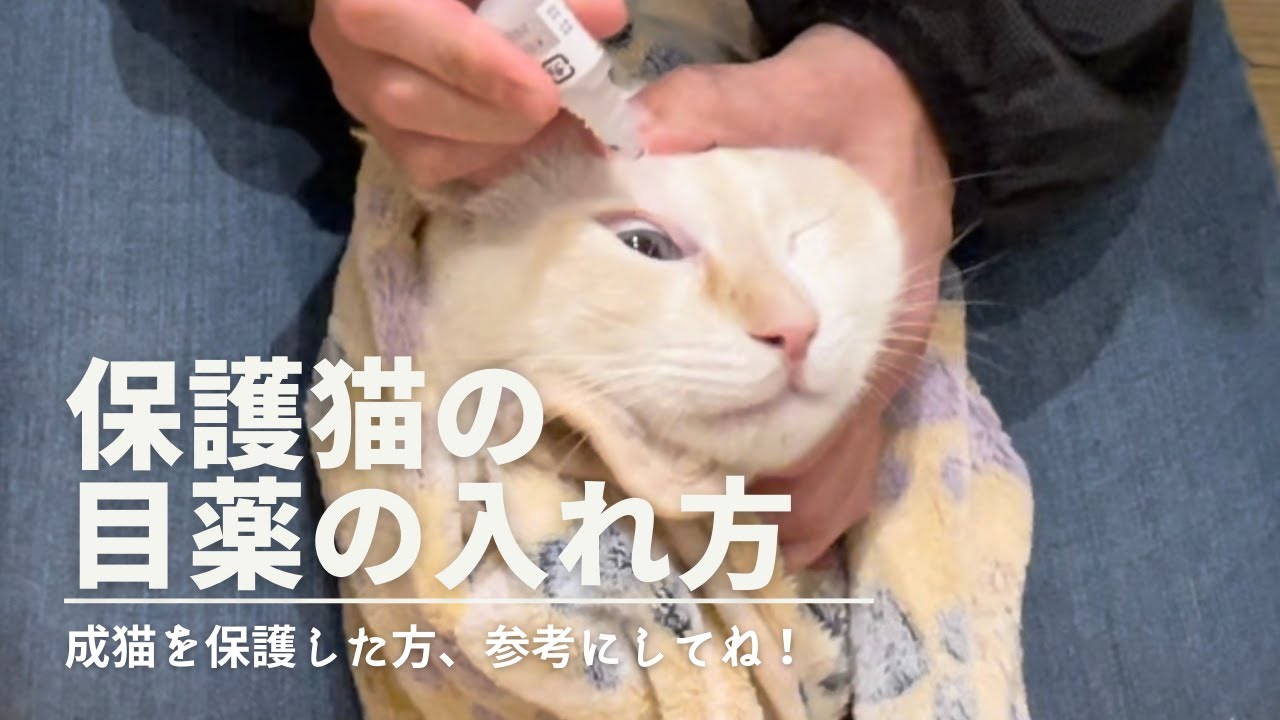 【#3  猫のケア】 保護猫の目薬のさし方