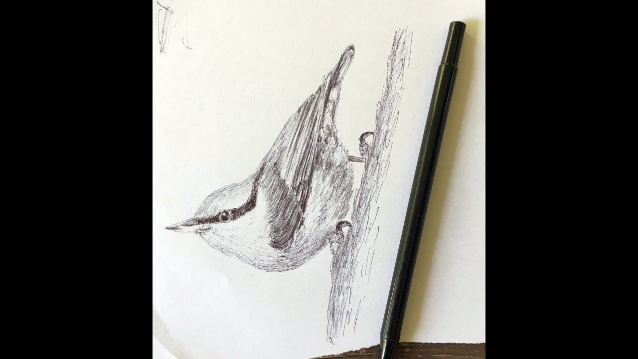 Rose-breasted Nuthatch + Free Download. Sketch a Rose-breasted Nuthatch. Simple Nuthatch Sketch