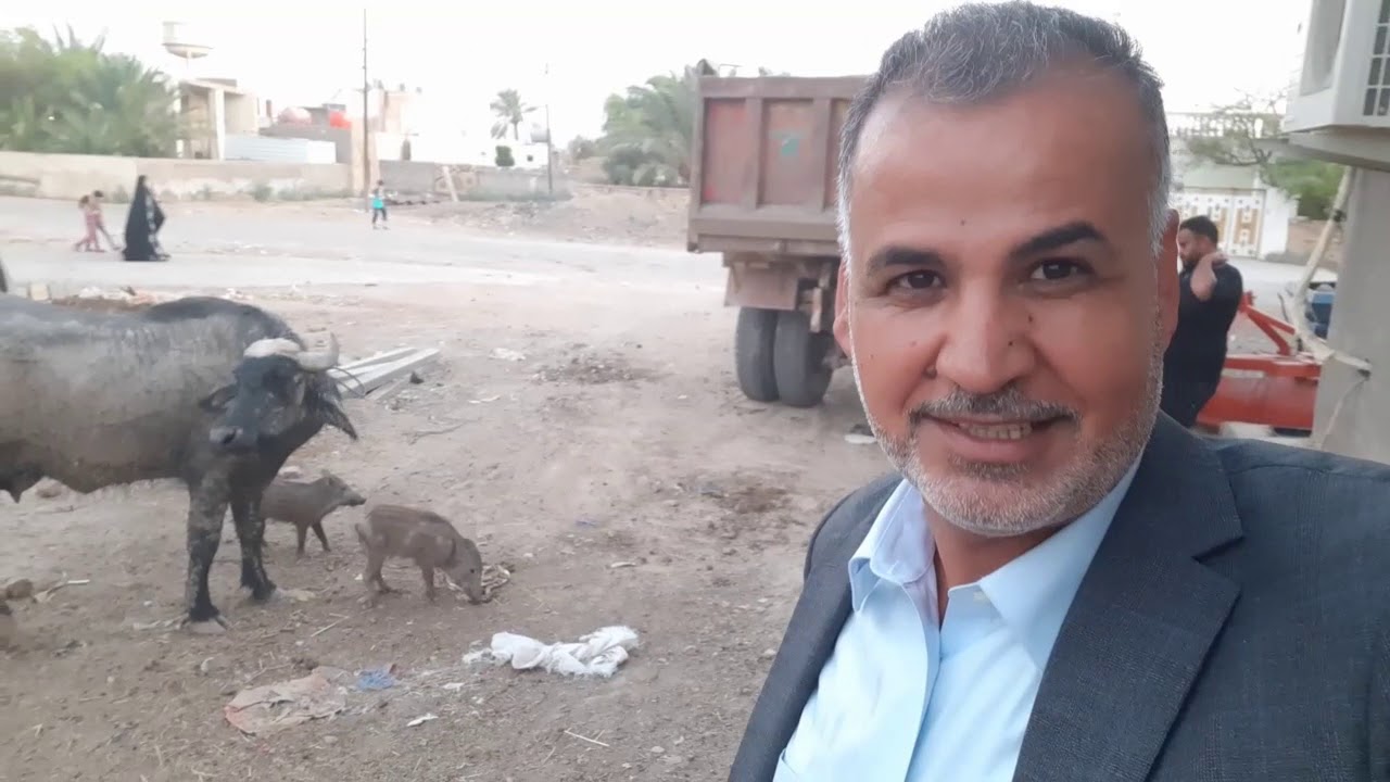 قطيع جاموس في ميسان يتبنى خنازير ايتام