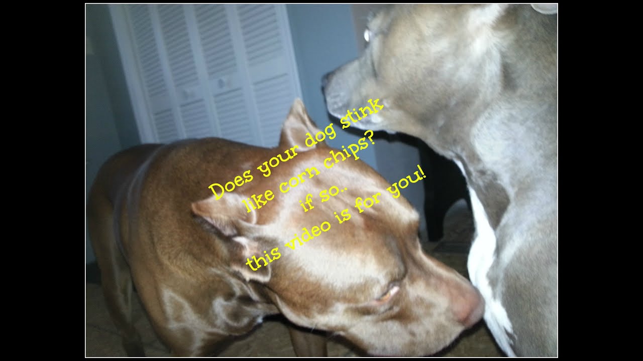 Yeast Rinse for Dogs that smell like corn chips!