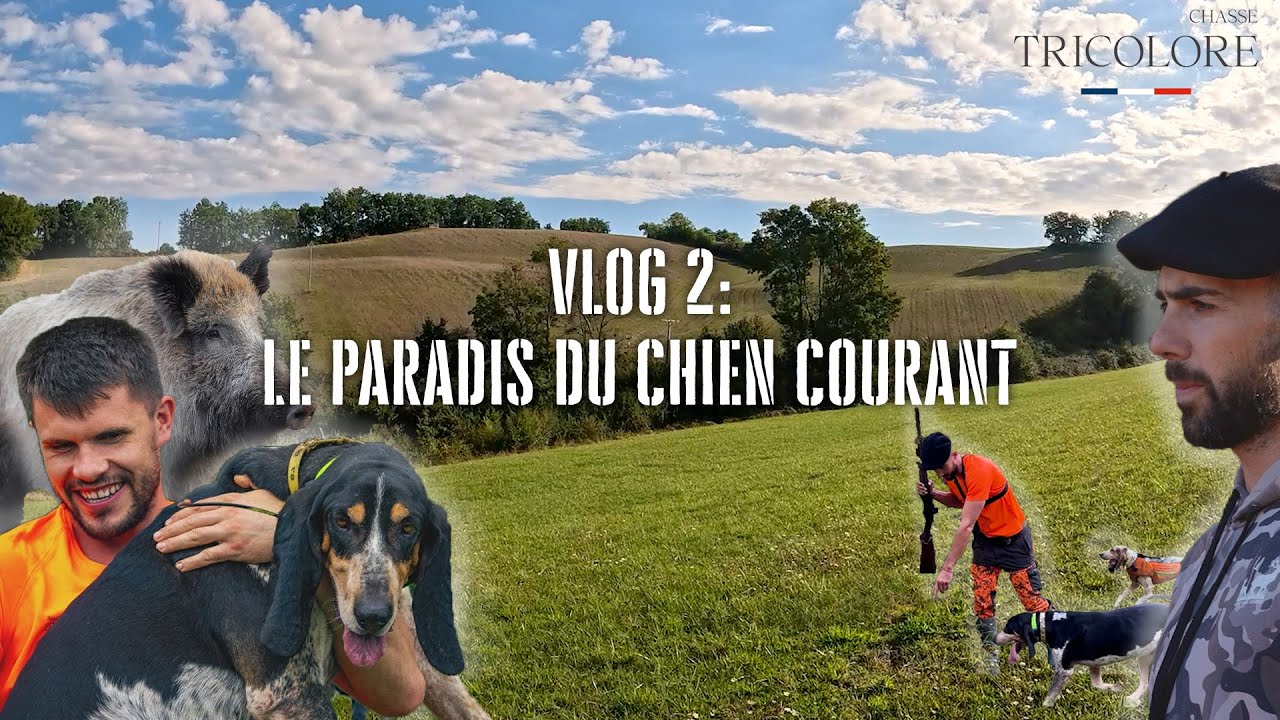 Le paradis du chien courant - Vlog 2 , chasse dans le Gers