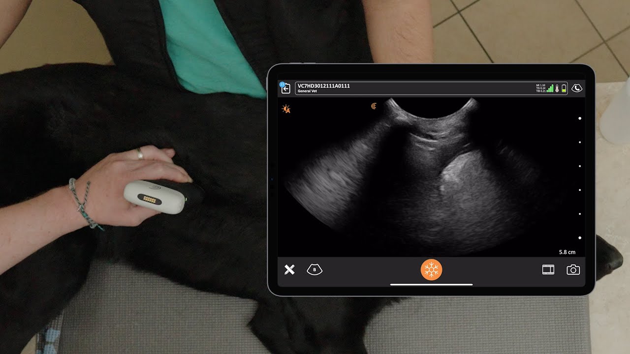 Pleural Space and Lung Ultrasound (PLUS)