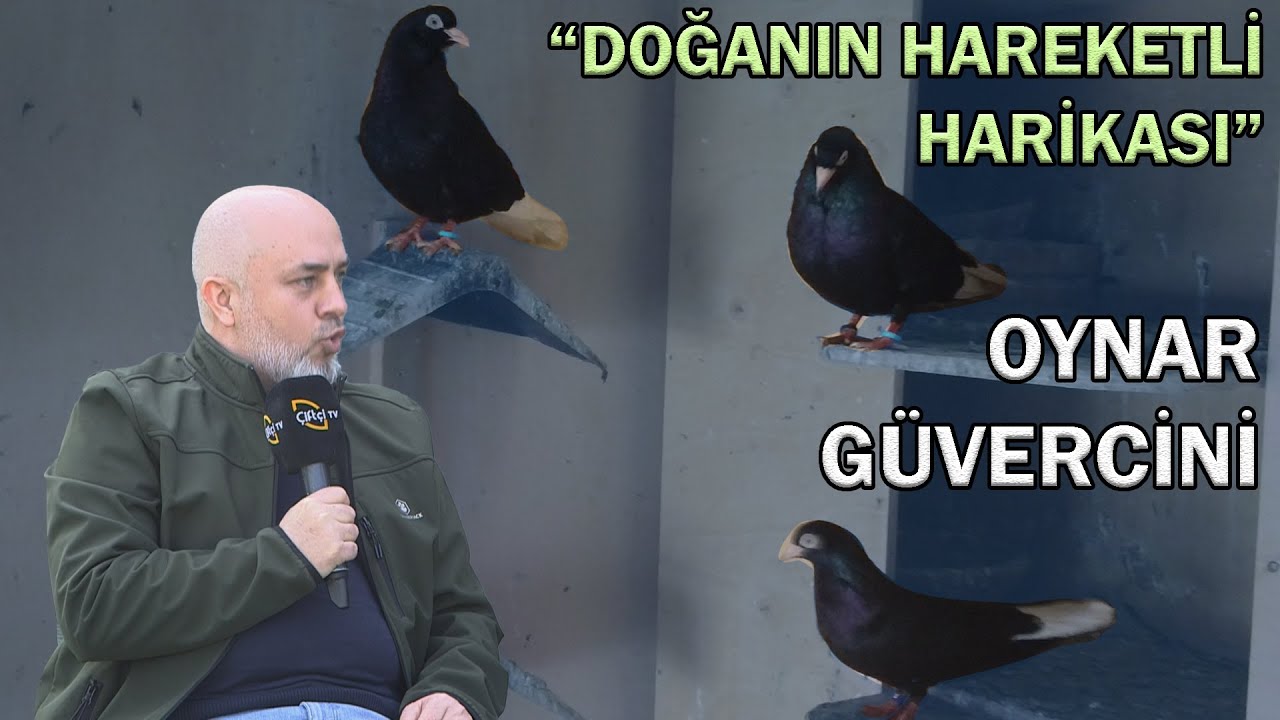 Doğanın Hareketli Harikası Oynar Güvercini Hakkında Gerçekler