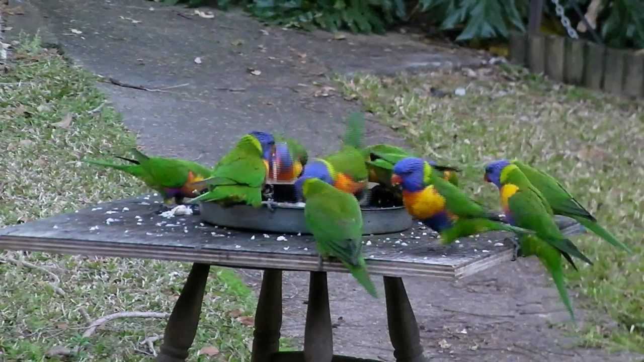 Rainbow Lorikeets feeding