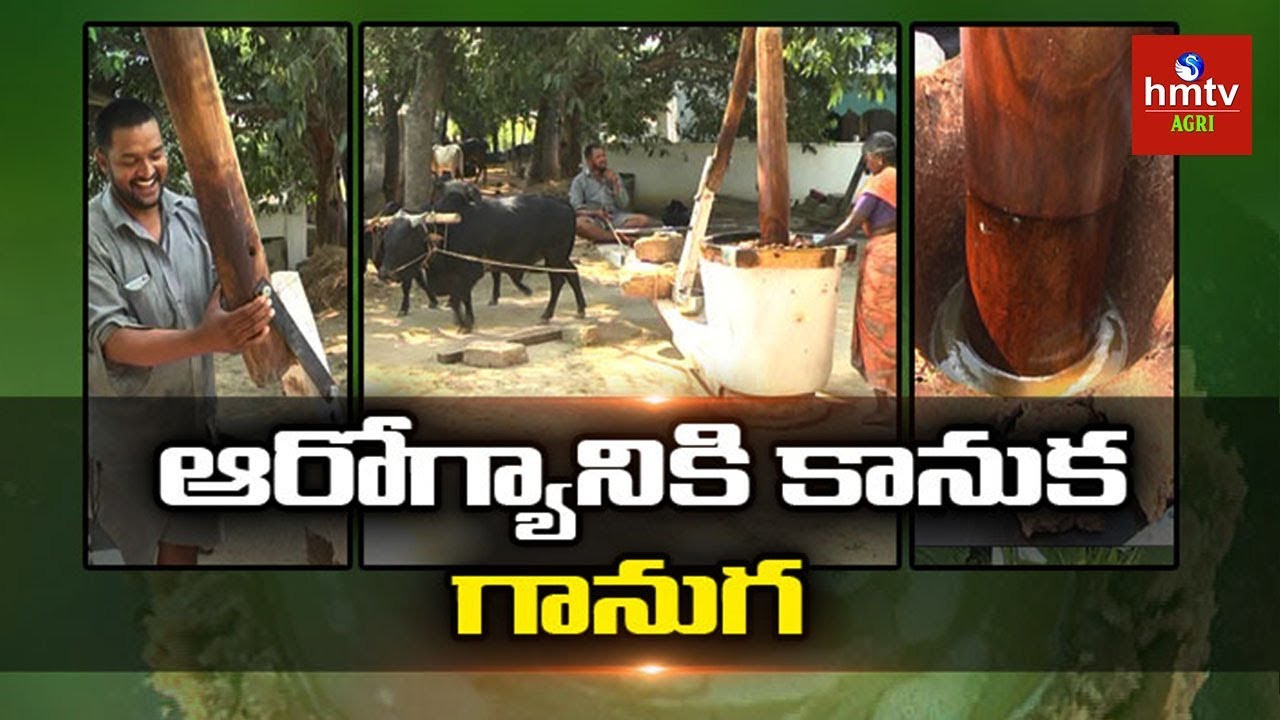 కట్టె గానుగ నూనె తయారీ | Punganur Cattle Farming | Farmer Vinod Reddy | Natural Farming | hmtv Agri