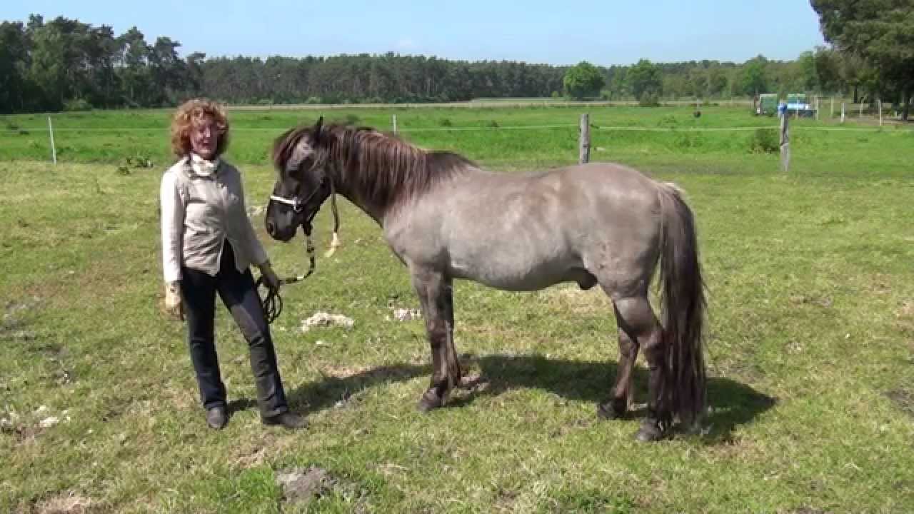 Wer hat Angst vorm wilden Pferd? D&uuml;lmener Wildpferd gez&auml;hmt