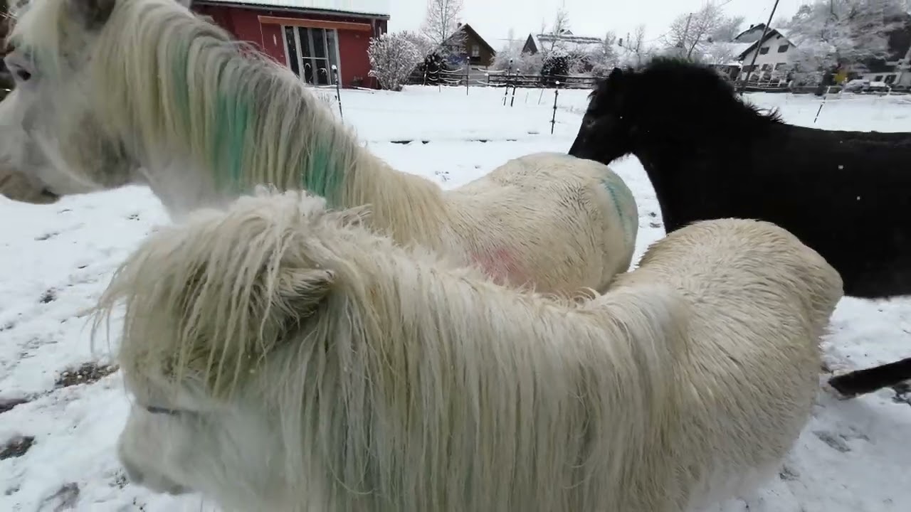 Tanz mit drei Ponys - Freiarbeit