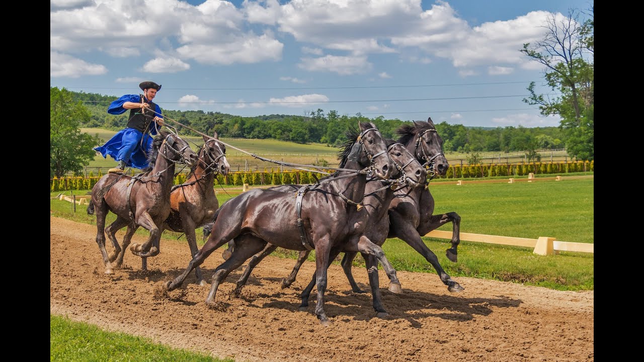 The Majestic Horse: A Symbol of Strength, Speed, and Grace