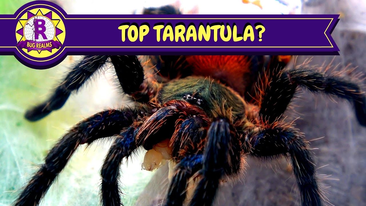 TOP TARANTULA - Dolichothele diamantinensis “Brazilian Blue dwarf Beauty”